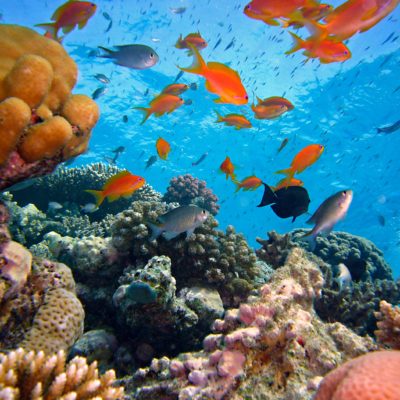 Save Ocean Coral Reef