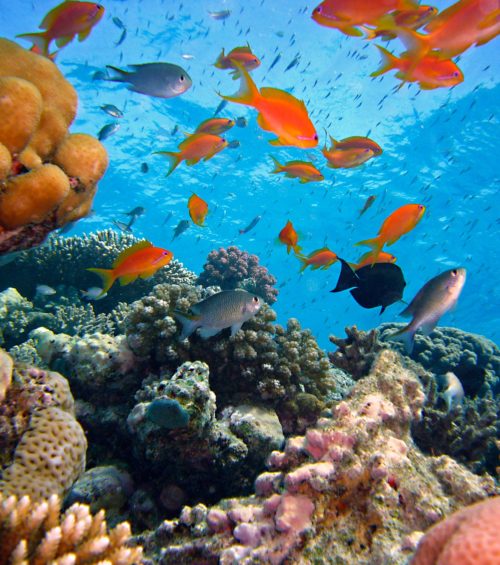 Save Ocean Coral Reef