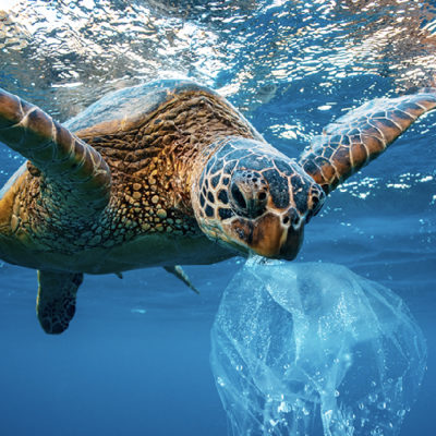Greg Stone Ocean Plastic Pollution
