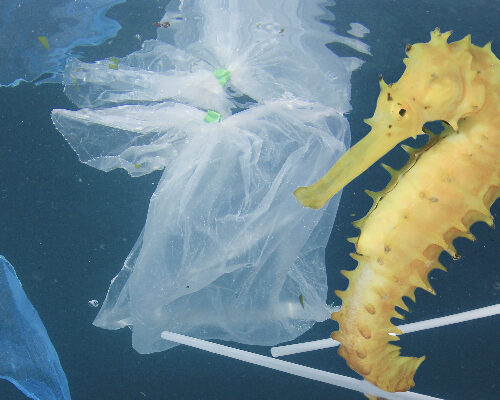Environmental Impact Plastic Pollution